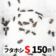 フタホシコオロギ 150匹 S 5-8mm 送料無料 エサラボ 餌 用 コオロギ フタホシ Sサイズ 生餌 生き餌 活餌 …