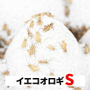 ヨーロッパイエコオロギ S 5-8mm 送料無料 エサラボ 餌 用 コオロギ イエコ Sサイズ 生餌 生き餌 活餌 カナヘビ ヤモ…