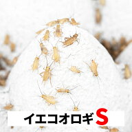 ヨーロッパイエコオロギ S 5-8mm 送料無料 エサラボ 餌 用 コオロギ イエコ Sサイズ 生餌 生き餌 活餌 カ…