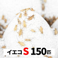 ヨーロッパイエコオロギ 150匹 S 5-8mm 送料無料 エサラボ 餌 用 コオロギ イエコ Sサイズ 生餌 生き餌 …