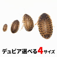 デュビア 3S SS S ML 送料無料 エサラボ 生餌 生き餌 活餌 餌 レオパ フトアゴ アロワナ カナヘビ 選べる…
