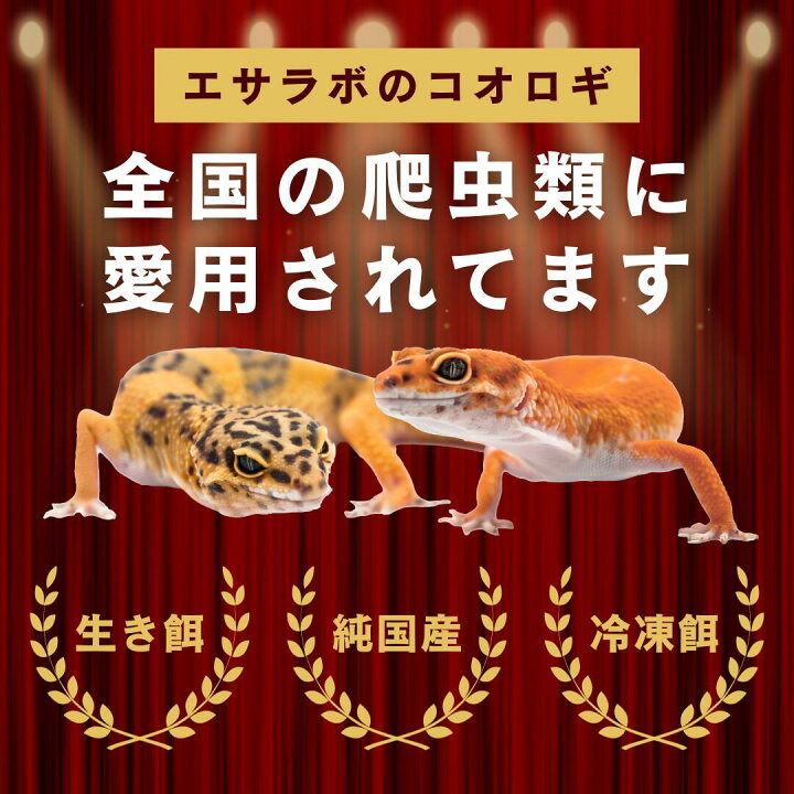 楽天市場】冷凍コオロギ ML 100g 300g 500g 1kg 送料無料 2cm程度 