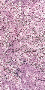 yX܁ECxgpizy^yXg[zJ̍