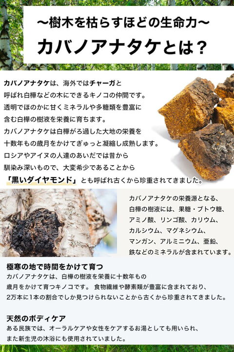楽天市場】【楽天ランキング50冠達成】樺のあな茸茶 カバノアナタケ茶 