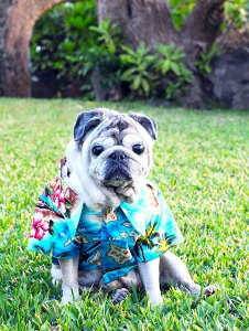 DOG Wear Robert J Clancey@Aloha Shirt HAWAII ISLANDo[gEWFCENV[ pAnVc@Ƃ@hbOEFA[