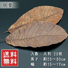 【楽天1位】朴葉 大判20枚セット 枯れ朴葉付き ほうば焼き・焼き味噌・味噌焼きに最適 七輪焼き 肉焼き ご当地グルメ お取り寄せグルメ 説明書付き 業務用 ギフト プレゼント 常温保存【動画あり】送料無料★