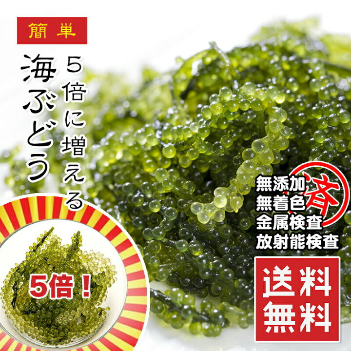 楽天市場】【楽天ランキング1位】2食-40食 海ぶどう 5倍に膨らむ大容量 