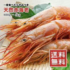 【楽天ランキング1位】天然 赤海老 えび 大型 500g 800g 1kg 2kg 4kg【動画あり】生食用 刺身 ガーリックシュリンプ パスタ 海老マヨ トムヤムクン パエリア 味噌汁 バター炒め BBQ 寿司ネタ 海老 エビ バーベキュー 海鮮 父の日 贈答用 贈答 ギフト あす楽 送料無料 冷凍★