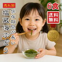 【楽天1位】海ぶどう 3パック 6食入 5倍に膨らむ大容量 常温保存 選べるサイズ ご当地グルメ 塩漬け特許技術 増える 賞味期限長い 海藻 無添加 無着色 お取り寄せ 贈り物 おつまみ ギフト 島らっきょう 海ブドウ 売れ筋 大容量 2000円 ポッキリ メール便送料無料【動画あり】
