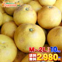 【限定販売】愛媛県産 訳あり 木成り文旦 M−2Lサイズ 10kg【送料無料※一部地域除く】愛南町産の木成りでこの時期まで育った土佐文旦です!キズや汚れが多いで...