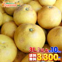 【限定販売】愛媛県産 訳あり 木成り文旦 大玉 3Lサイズ以上 約10kg【送料無料※一部地域除く】愛南町産の木成りでこの時期まで育った土佐文旦です!キズや汚れ...