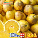 【特に訳あり】愛媛県愛南町産「可哀そうな河内晩柑」10kg【送料無料※北海道・沖縄県は除く】見た目が悪い完全ご家庭用!業務用加工にも最適!ジュースに絞ってもOK...