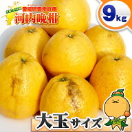 【樹齢20年以上】 特大ビッグサイズ 愛媛県 愛南町産 河内晩柑 訳あり 大玉サイズ 約9kg 【送料無料※一…