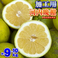 【 愛媛みかんの こだわり王国 】 愛媛県 愛南町産 超・訳あり 加工用 河内晩柑 サイズおまかせ 約9～10k…