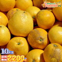 \数量限定/ 愛媛県 愛南町 河内晩柑 不揃い 無選果 どっさり 10kg【送料無料 ※一部地域除く】見た目は悪いが味は良い かわちばんかん 別名 美生柑/宇和...
