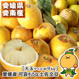 【特に訳あり】愛媛県産 可哀そうな 土佐文旦 中玉 または 大玉 【送料無料※北海道・沖縄県は除く】 特に 訳あり かわいそうな とさぶんたん 自宅用 家庭用 10キロ 箱買い