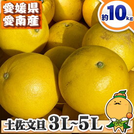 ＼愛媛の木成り文旦 BIG大玉／ 愛媛県 愛南町産 訳あり 木成り完熟 土佐文旦 大玉 3Lサイズ ～ 5Lサイズ 約10kg 【送料無料※北海道・沖縄県は除く】 大きい とさぶんたん 家庭用 自宅用 箱買い 約 10キロ