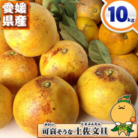 【特に訳あり】愛媛県産 可哀そうな 土佐文旦 サイズ込み 10kg 【送料無料※北海道・沖縄県は除く】 サイズ混合の特に 訳あり かわいそうな とさぶんたん 自宅用 家庭用 10キロ 箱買い