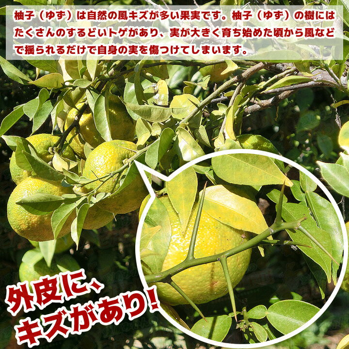 楽天市場 愛媛 県産 柚子 ゆず 3kg 訳あり 家庭用 サイズ おまかせ 混合 送料無料 箱買い 自宅用 業務用 果汁 皮 薬味 薬膳 胡椒 七味 冬至 ゆず湯 鬼北町 松野町 3キロ 愛媛みかんの こだわり王国