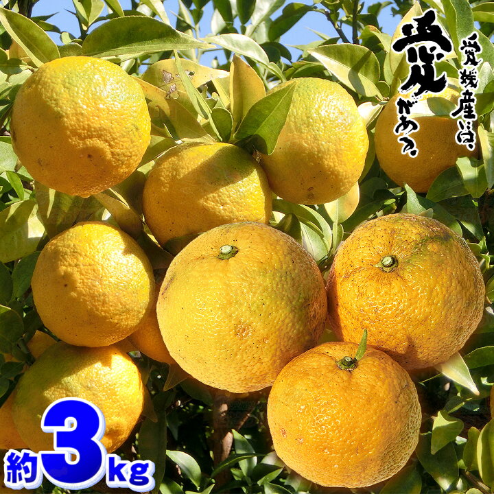 楽天市場 愛媛 県産 柚子 ゆず 3kg 訳あり 家庭用 サイズ おまかせ 混合 送料無料 箱買い 自宅用 業務用 果汁 皮 薬味 薬膳 胡椒 七味 冬至 ゆず湯 鬼北町 松野町 3キロ 愛媛みかんの こだわり王国