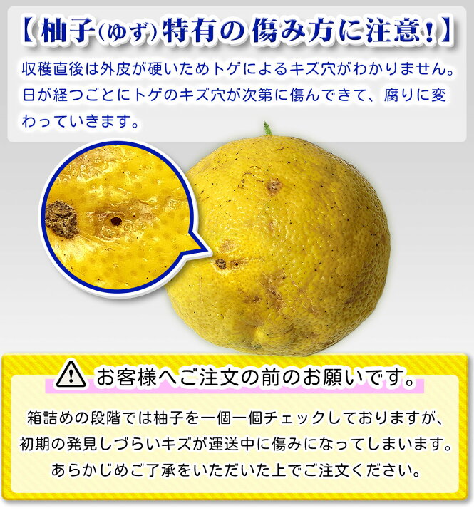 楽天市場】愛媛県産 柚子 ゆず 約3kg ［ 本柚子 家庭用 訳あり サイズ 