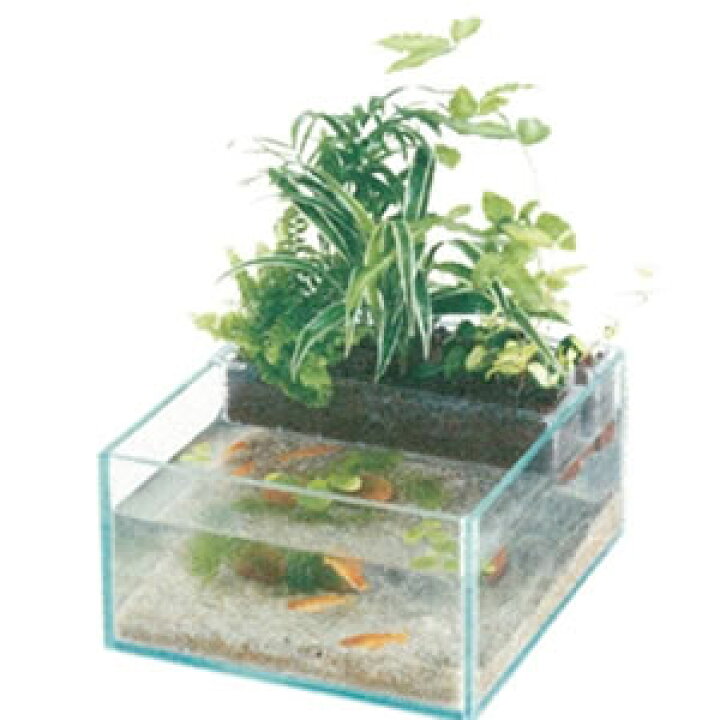 楽天市場 アクアテリア メダカ用 Kgn190 水作 インテリア 水槽 インテリア水槽 メダカ用 水耕栽培 Eureka