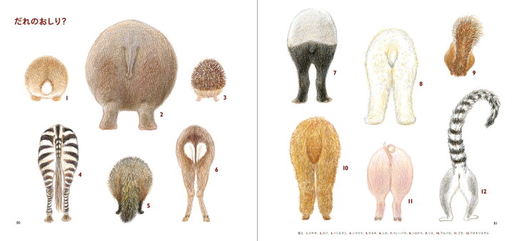 楽天市場 色えんぴつでかわいい動物 色鉛筆 書き方 イラスト テキスト 簡単 かわいい 練習 秋草 愛 Euro Style Enjo正規取扱店 楽天市場 色えんぴつでかわいい動物 色鉛筆 書き方 イラスト テキスト 簡単 かわいい 練習 秋草 愛 Euro Style Enjo正規取扱店