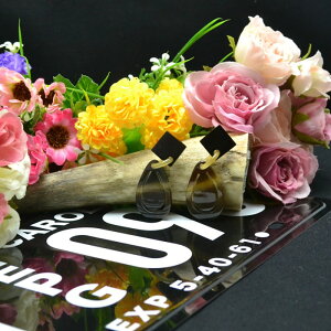  obt@[ z[ VRf  y ANZT[  킢  G sAX CO O V[g AWA`bN T[N vX ^ ubN T[N s