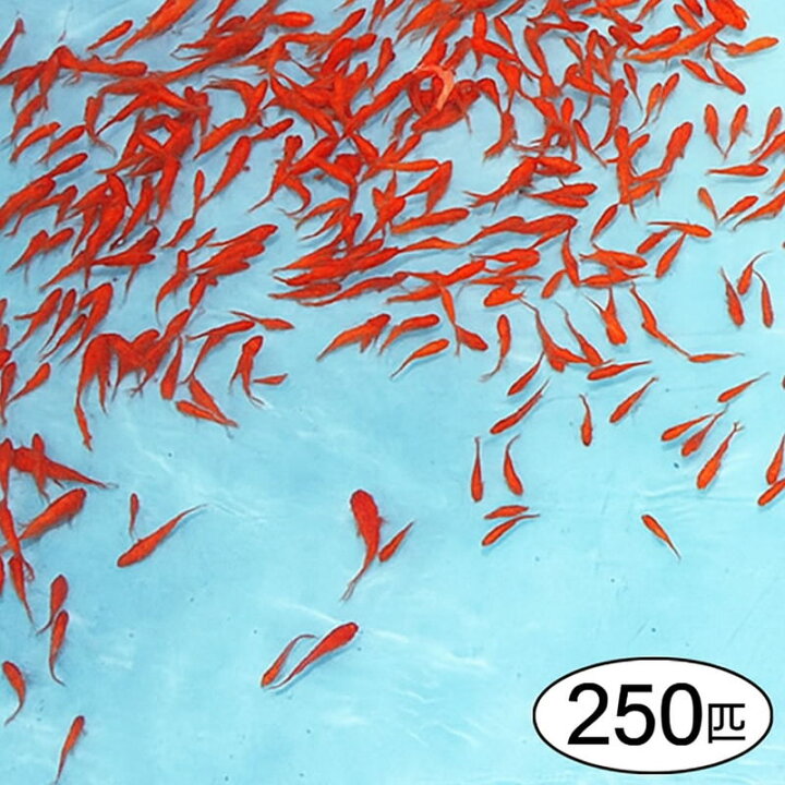 楽天市場 奈良県大和郡山より直送 金魚すくい用 約250匹 の元気な金魚 北海道 青森 秋田 沖縄 離島への配送不可 販促イベント屋