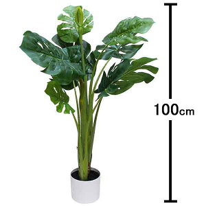 lH؁@XsbgtB@H100cm@ysvz@[^i160cmȏ]