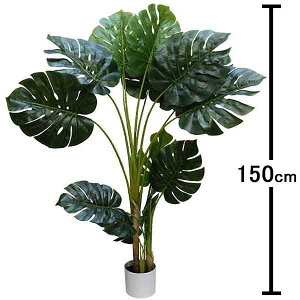 lH؁@Xec[@H150cm@ysvz@[^i160cmȏ]