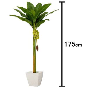 バナナ 観葉植物の人気商品 通販 価格比較 価格 Com