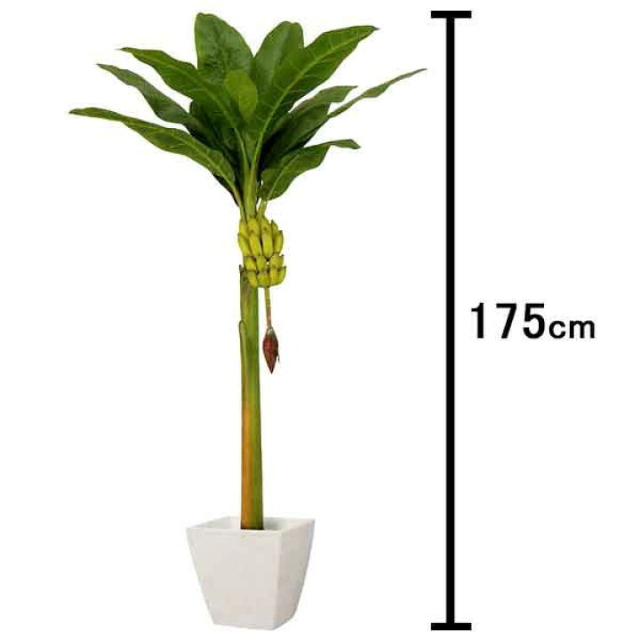 楽天市場 人工樹木 バナナの木 H175cm 35cm鉢付 大型商品160cm以上 観葉植物 造花 ヤシの木 装飾 飾り ディスプレイ 販促イベント屋