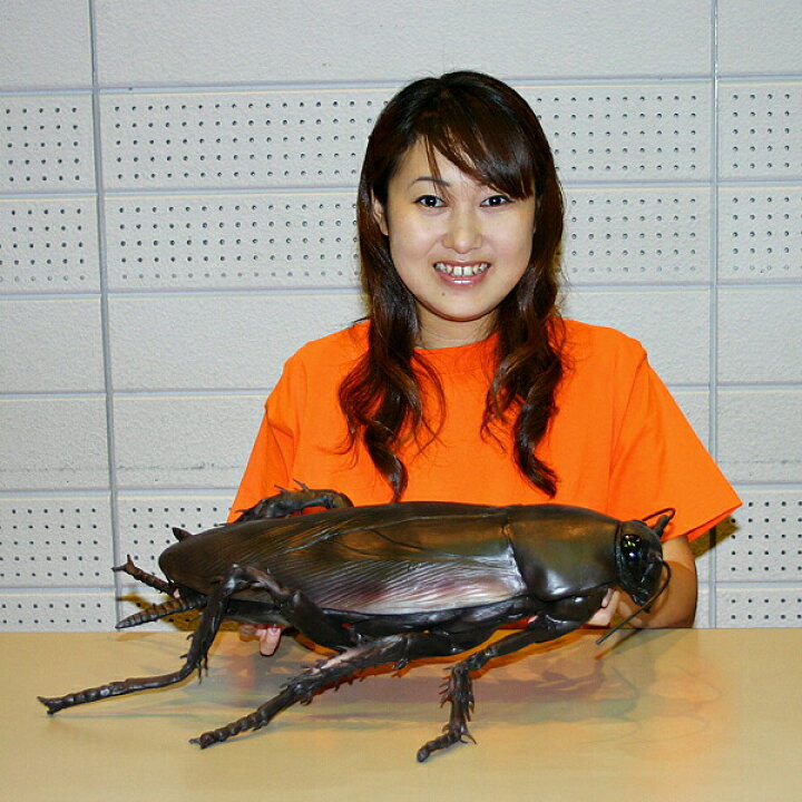 楽天市場 メガゴキブリ 65cm 巨大生物フィギュア ごきぶり おもちゃ 人形 いたずらグッズ 販促イベント屋