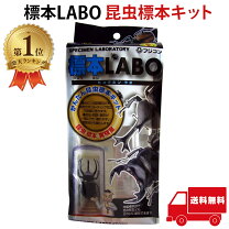 楽天市場】昆虫 標本セット（ペット・ペットグッズ）の通販