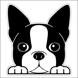 車 シール ステッカー 耐水 ボストンテリア フェイスステッカーBIG ペット 犬 転写シール ペット 車用 キズ隠し 傷隠し【名入れ対象外】