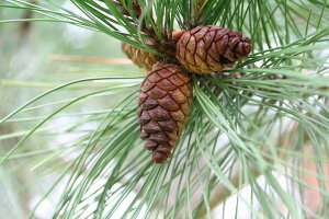 ZAYAT I[KjbN A} AJ}c ԏ pC bhpC Ubg Pine red 5ml _  A}IC ~JG bNX Xї ċz [ċz   C [Xv[ t