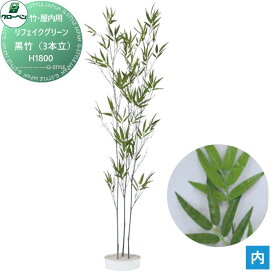 【無料★特典対象】 人工植物 グローベン リフェイクグリーン 黒竹（3本立）　H1800 竹/竹リーフ・屋内用 A70NT018 完成品