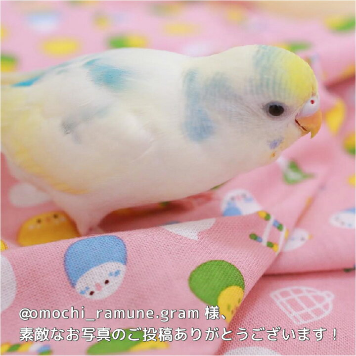 楽天市場 なごみ 濱文様 手ぬぐい セキセイインコ ピンク クリックポスト対応 ことり 小鳥 雑貨 和雑貨 てぬぐい タオル ハンカチ 風呂敷 敷布 インテリア 和小物 なごみシリーズ ことりカフェ心斎橋 かわいい おしゃれ 誕生日 プレゼント Exceedjapan