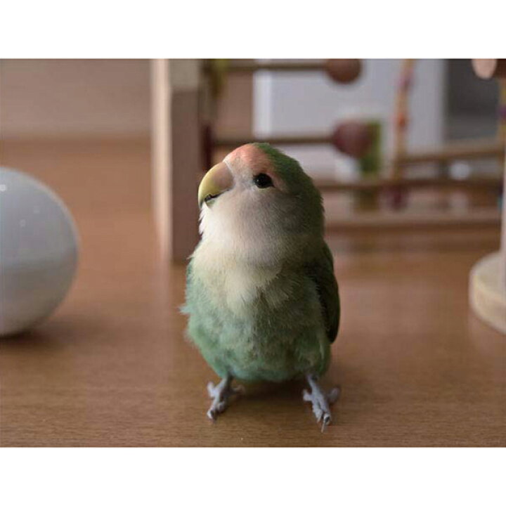 楽天市場 村東剛 写真集 インコのおとちゃん それからこれから クリックポスト対応 ことり 小鳥 フォトブック フォトエッセイ 写真エッセイ Photo 写真文集 インコ コザクラインコ シーグリーン Exceedjapan