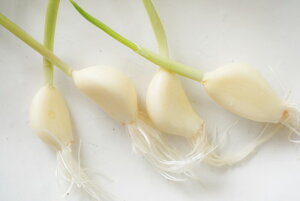 Ђ₳S_ĚłEyȂEVNŒE苟EmÂŔ|SiBN[[̒ŁA󒲁ALEDȂǂgĊR