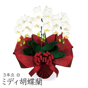 ~fBӒ 3{ /sN (dȂ)  Iׂ2F 21ֈȏ j   t[  Mtg v[g 蕨 j LO a NX}X 2025 ͏j j