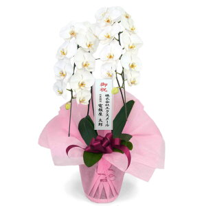 ֌Ӓ 2{ nCO[h (dȂ)  Iׂ2F  sN 24ֈȏ j   t[  Mtg v[g 蕨 j LO a ̓ 2025 