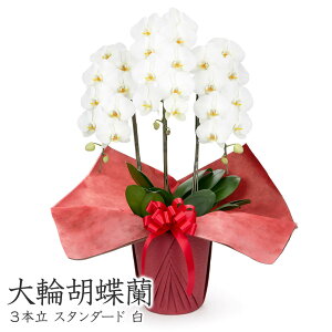 ֌Ӓ 3{ X^_[h (dȂ)   30ֈȏ j   t[  Mtg j a v[g NX}X 2025 M ͏j җ j JXj