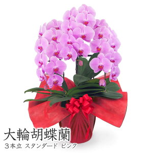 ֌Ӓ 3{ X^_[h (dȂ)   30ֈȏ j   t[  Mtg j a v[g NX}X 2025 M ͏j җ j JXj