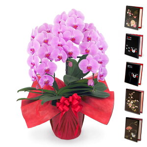 ֌Ӓ 3{ X^_[hƓdZbg  30ֈȏ j  t[ Mtg d jd  bZ[W  j a v[g NX}X 2025 ͏j 