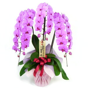 ֌Ӓ 3{ nCO[h (dȂ)   sN  36ֈȏ j   t[  Mtg j a v[g NX}X 2025 M ͏j j 