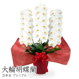 ֌Ӓ 3{ v~A  (dȂ)  42ֈȏ j   t[  Mtg v[g 蕨 j LO a ̓ 2025 ͏j җ j 