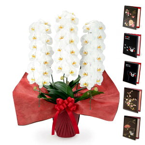 ֌Ӓ 3{ v~A ƓdZbg  42ֈȏ j   t[ Mtg oeBvg jd bZ[W  j a v[g ̓ 2025 