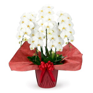 ֌Ӓ 5{ X^_[h (dȂ)   sN 50֑O j   t[  Mtg j a v[g NX}X 2025 M ͏j җ j 